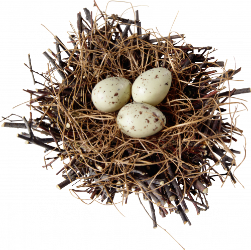 wood nest with eggs topview